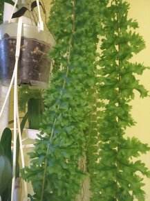 Nephrolepis exaltata 'Rooseveltii' - 2