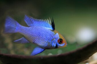 Ramirezky prodej - 2