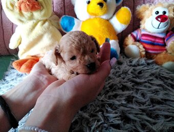 Pudlik pudl mini toy - 2