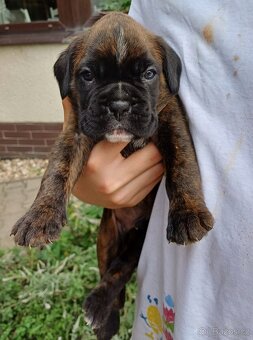 Krytí německý boxer - 2
