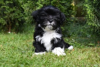 Štěně Lhasa Apso - 2