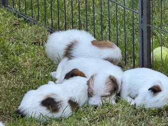 Jack Russell teriér s PP - 2