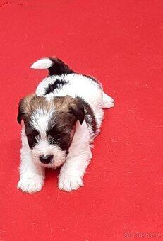 Jack Russell teriér s PP - 2