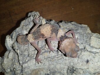 Nephorurus wheelery cinctus samci 3ks samice 2 ks - 2