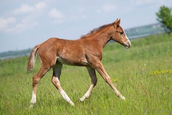 AQH sorrel klisna k rezervaci - 2