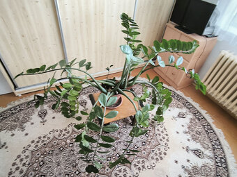 Prodám pokojovou rostlinu „ ZAMIOCULCAS ". - 2