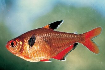 Tetra krvavá - Hyphessobrycon eques - 2