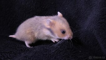 Křeček syrský s PP - vrh H - 2