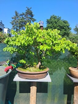 Bonsaj,bonsai Lípa - 2