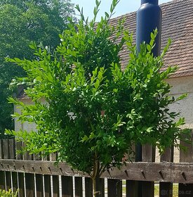 Buxus, stromkový Buxus, stromky, keře - 2