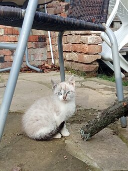 Prodám koťátka - 2