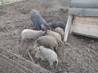 Selata mangalice - 2