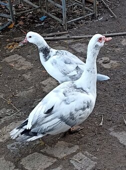 Kachna pižmovky - 2