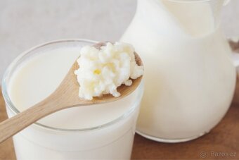 Tibetská / kefírová houba - 2