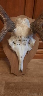 Jelení a dančí paroží - 2