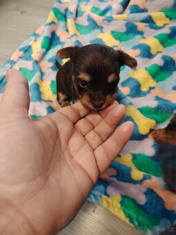 Prodám štěňata jorkšírský teriér s PP - 2