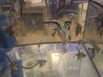 Pterophyllum scalare Blue marble - 2