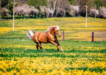 Připouštění QH hřebcem - 2