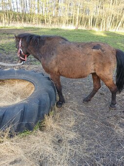 Pony kobylka - 2