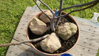 Fíkovník - Ficus carica "EBT PÁLAVA" - 2
