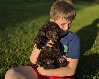 Lagotto romagnolo s PP - Italský vodní pes - 2