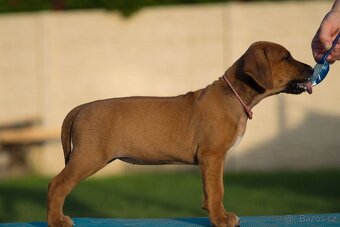 RHODESIAN RIDGEBACK šteniatka s PP ihneď k odberu - 2
