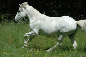 Společnice - společník - ustájení - 2