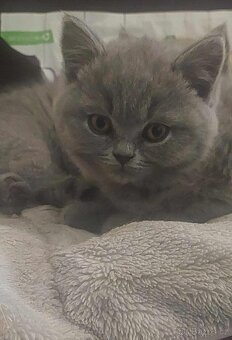 Prodám Britská modrá koťátka - 2