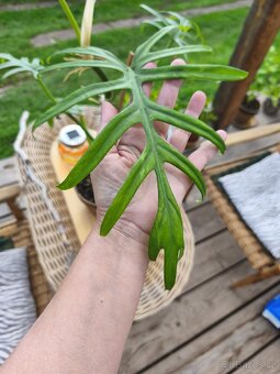 Pfilodendron elegans - 2