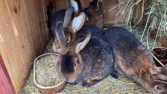 Kastorex s rodokmenem – krásný samec k chovu i jako mazlíček - 2