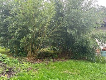 Zahradní bambus - 2