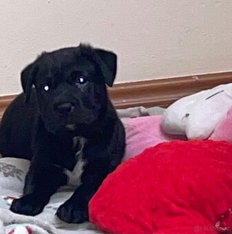 Prodám Cane corso - 2