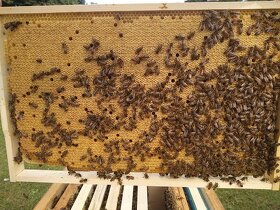 Prodám vyzimované včelí oddělky - 2