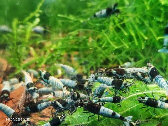 Krevetky Caridina - Blue Mosura Shadow - 2