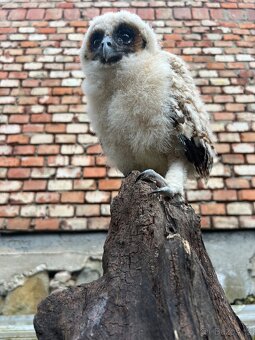 Puštík hnědý/ Malajka/ Strix leptogrammica - 2