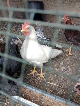 Prodám kohouta/kohouty Leghorn - 2