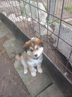 Prodám štěňata-kříženci Malamut x Husky - 2