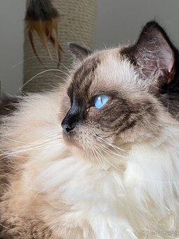 Pětiletá kočička ragdoll s PP hledá akutně nový domov - 2