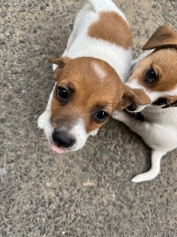Jack russell teriér - 2