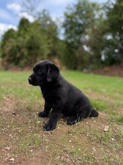 Labrador-štěňátka - 2