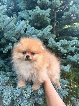 Pomeranian s PP,Chovatelská stanica Nucháčik poms - 2