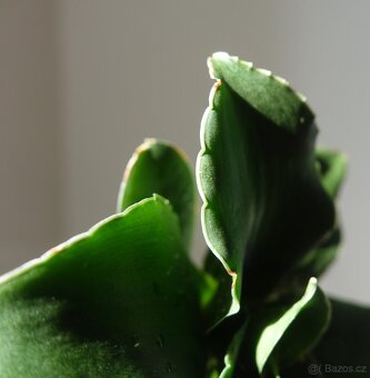 Tchynin jazyk, Sansevieria, cv. Star Rose - 2