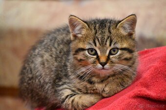 Daruji mourovatá koťata - 2