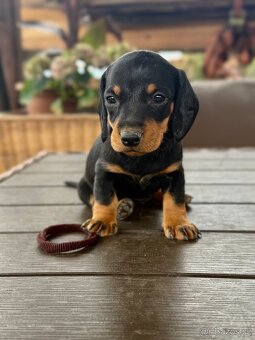 Jezevčík trpasličí - 2