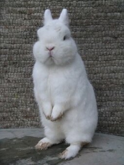 Zakrslý králík - hermelín modrooký - 2