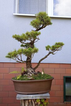Borovice drobnokvětá bonsai - 2