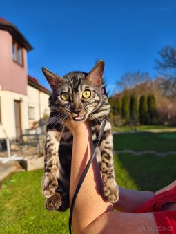 Bengálský kocourek - 2