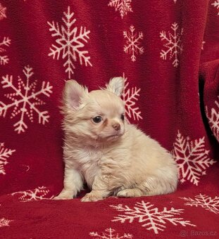 Čivava dlouhosrstá s PP- pejsci - 2