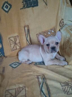 Francouzský buldoček - 2