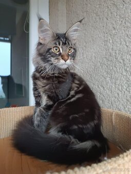 Mainská mývalí - kočička s PP - 2